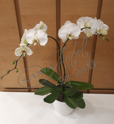 Phalaenopsis en espiga doble